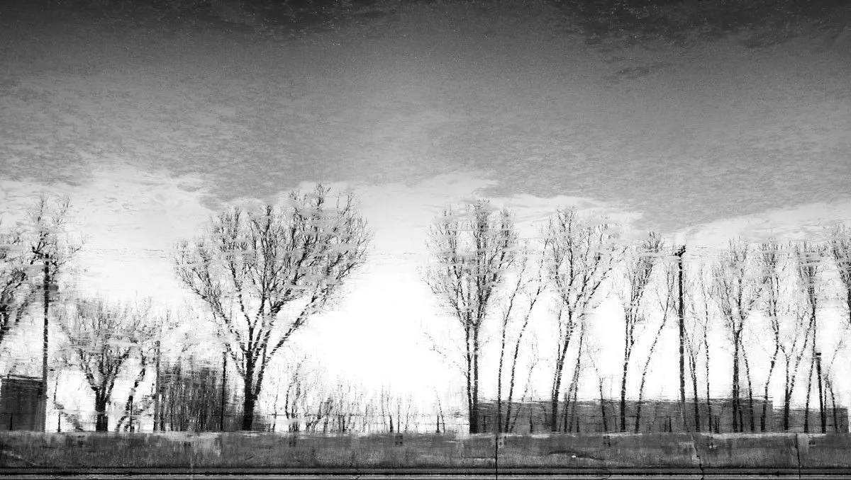 Reflet_arbres, artwork by Eric Villeneuve