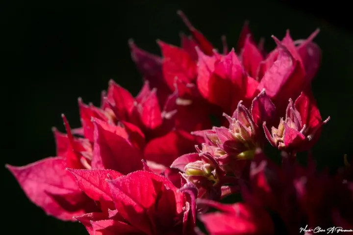 Red Bougainvil, artwork by Marie-Claire PARSEMAIN