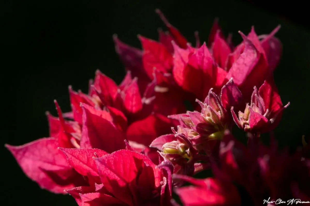 Red Bougainvil, artwork by Marie-Claire PARSEMAIN