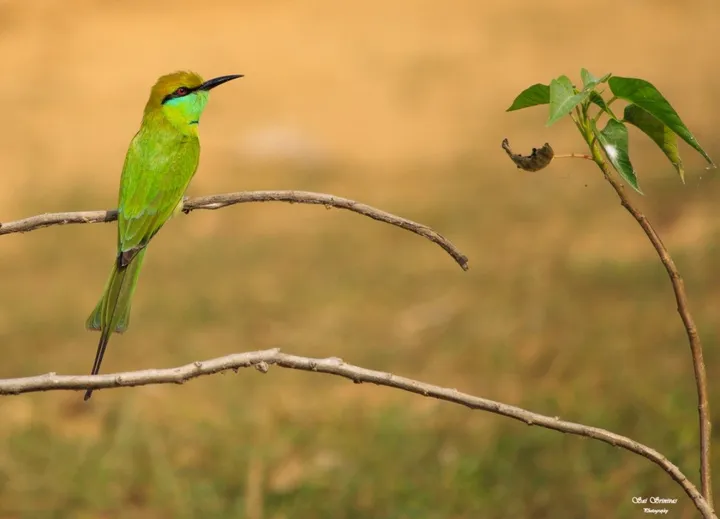 Shades of green......., œuvre de sai srinivas