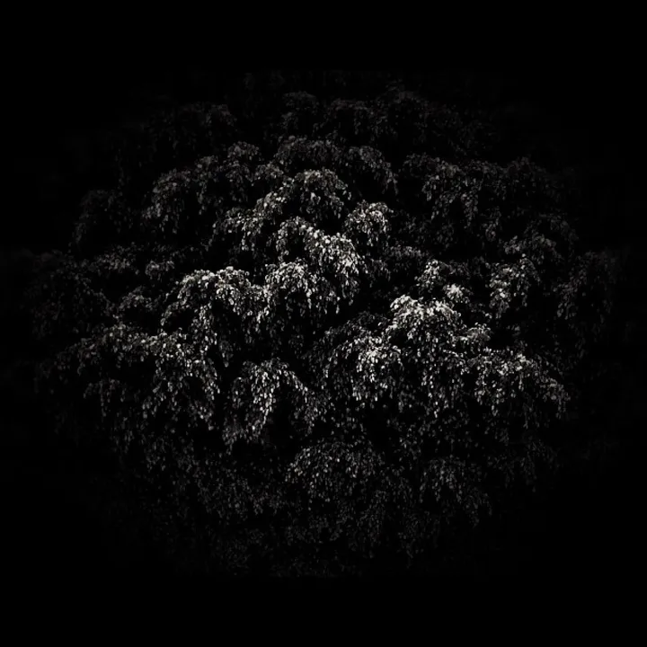 Árvore 13., œuvre de Gabriela Márquez