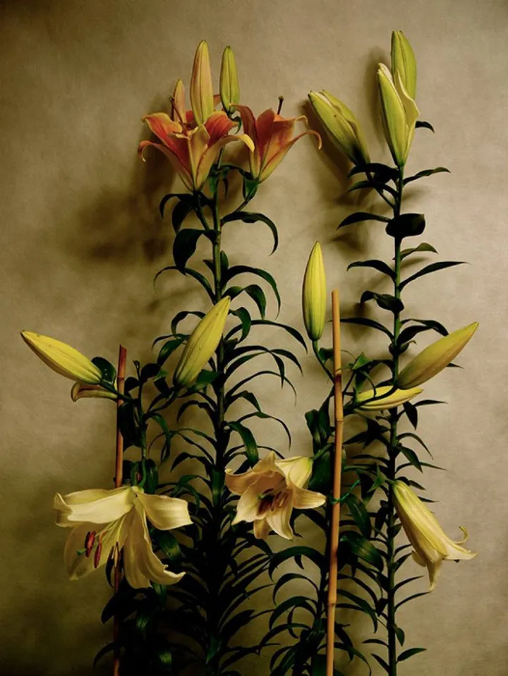 Fragrance of the Lilys, œuvre de Claudia Stanetti