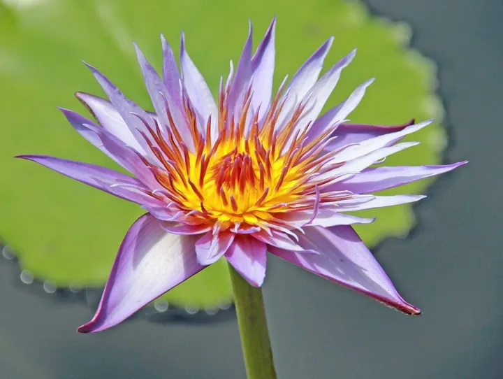 PURPLE WATER LILY, œuvre de Robert W Dunlap