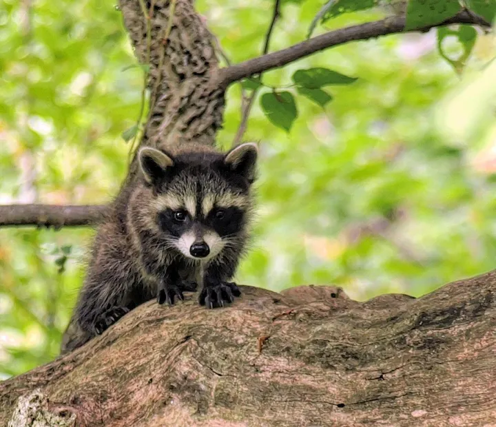 Rascal, œuvre de barry king