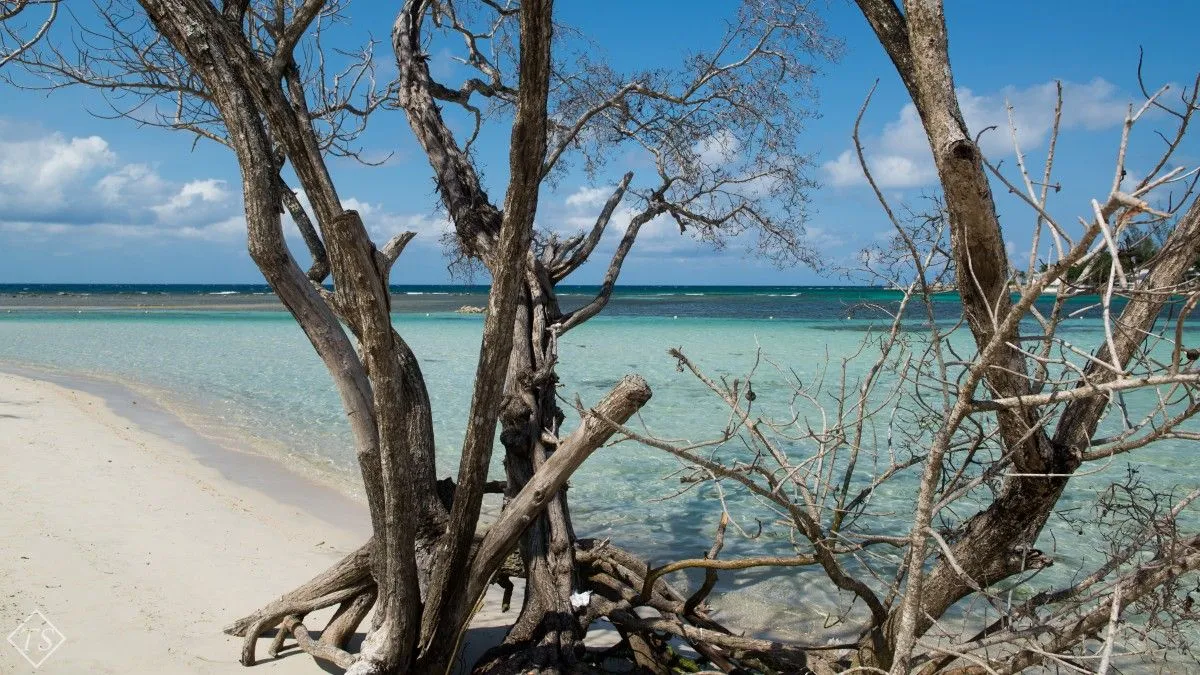 Under the Jamaican sun, œuvre de Thalja Škibola