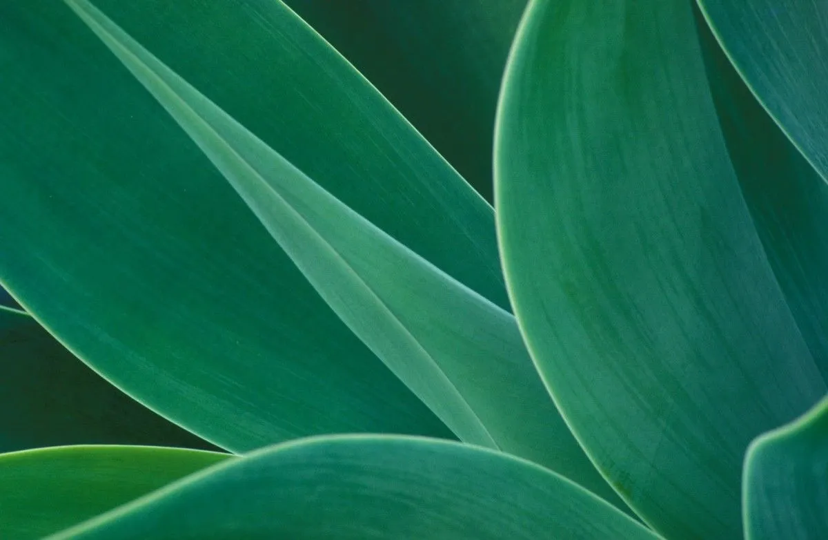 Agave Abstract, œuvre de Colin RADFORD