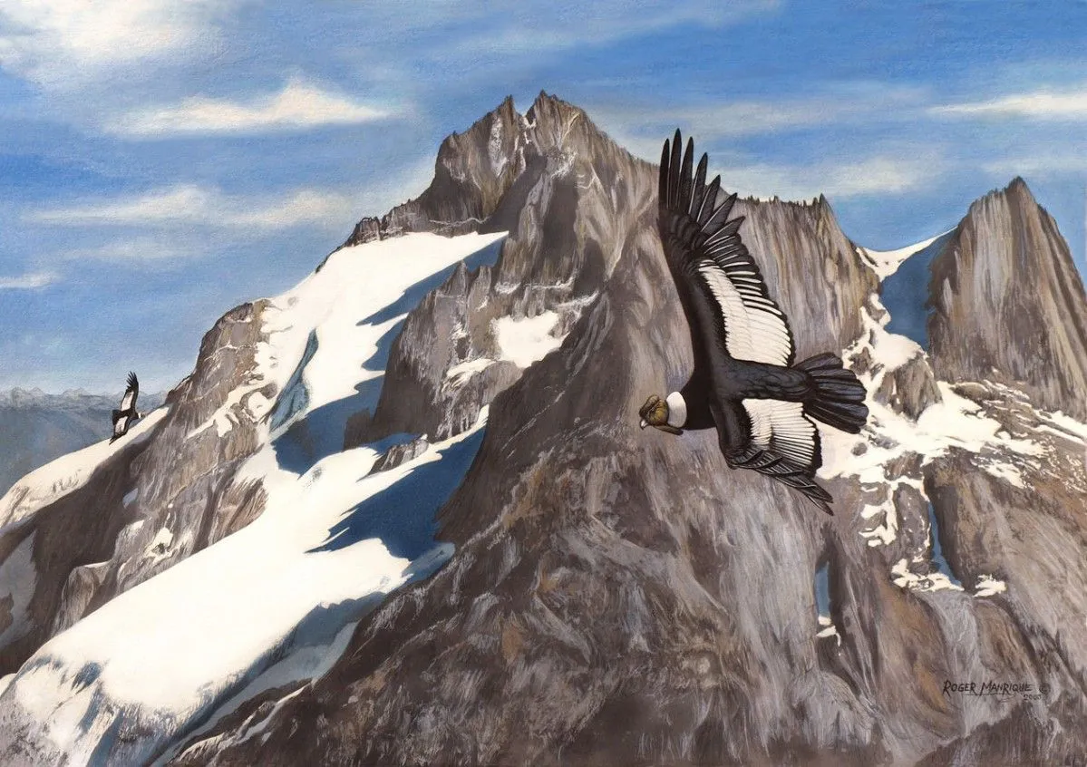 Andean Condor Cordillera de Merida, artwork by Roger Manrique