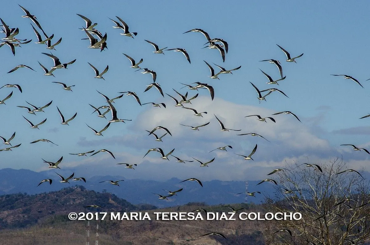 The Flight at Suchitlan, El Salvador., œuvre de Maria Diaz-Colocho