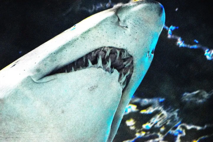 Shark!, artwork by Greg Sandoval