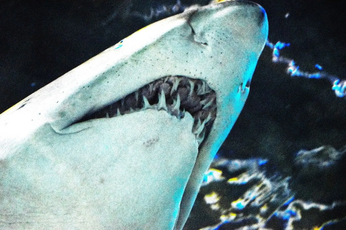 Shark!, artwork by Greg Sandoval