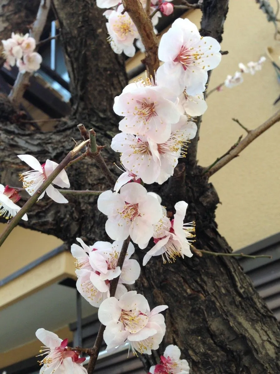 Sakura, œuvre de Zahid Bhatti
