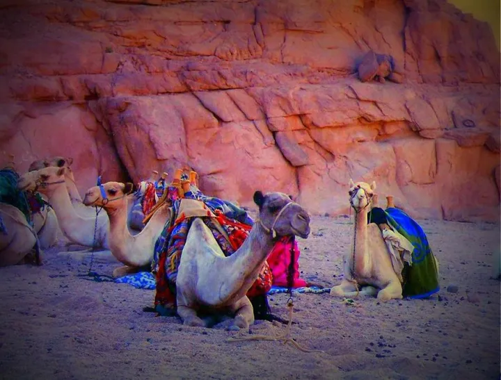 camels, œuvre de Mai Nour