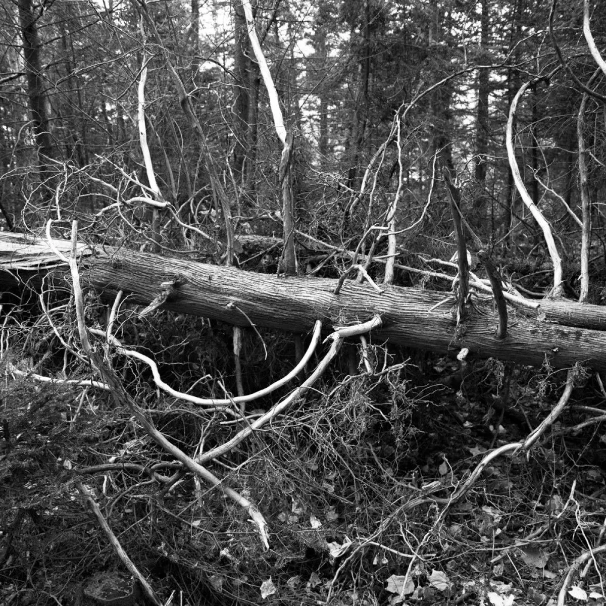 Branchage, œuvre de Eric Villeneuve