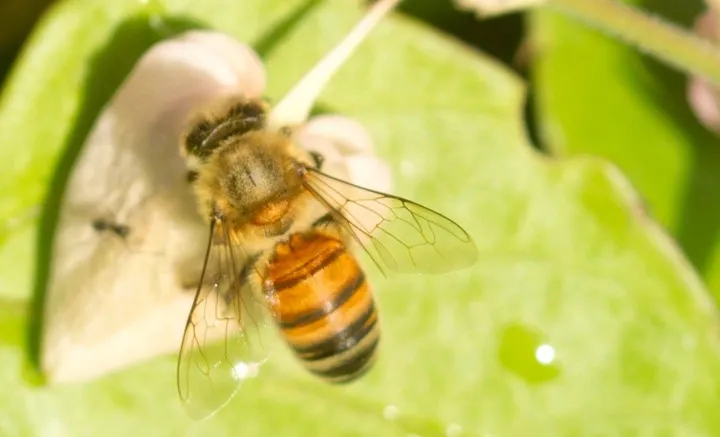 HONEY BEE SERIES, œuvre de ROBERT DEMMANS