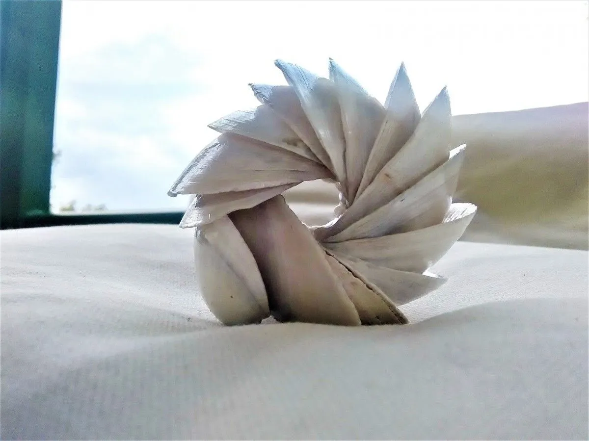 Handmade composition of 14 Seashells Scrobicularia plana (022), artwork by Anastasia Pourliotou