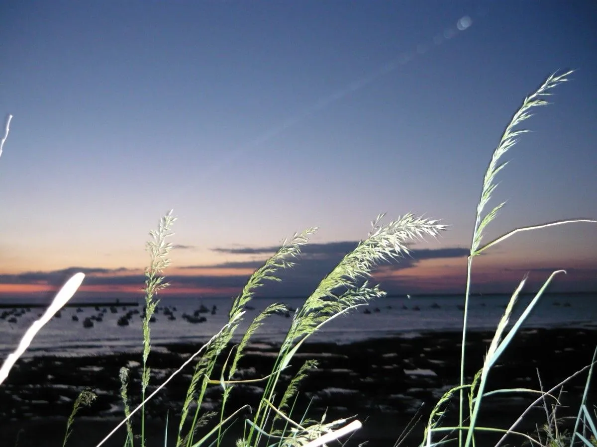Dancing at sunset, artwork by RM M