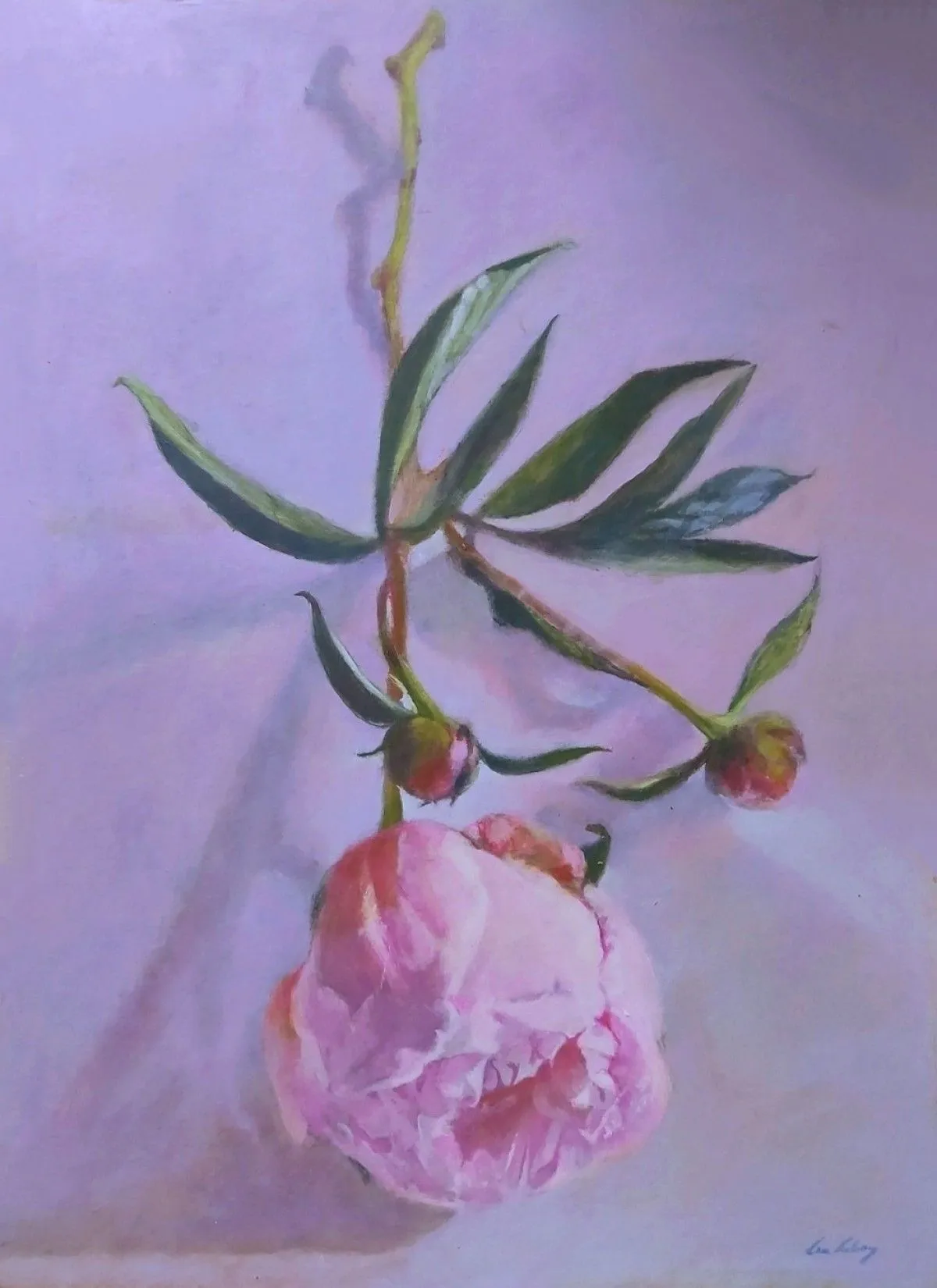Peony, œuvre de Lea Laboy