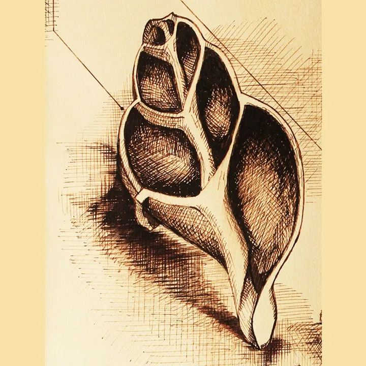 Buccin ondé - Whelk, œuvre de Jean Bessat