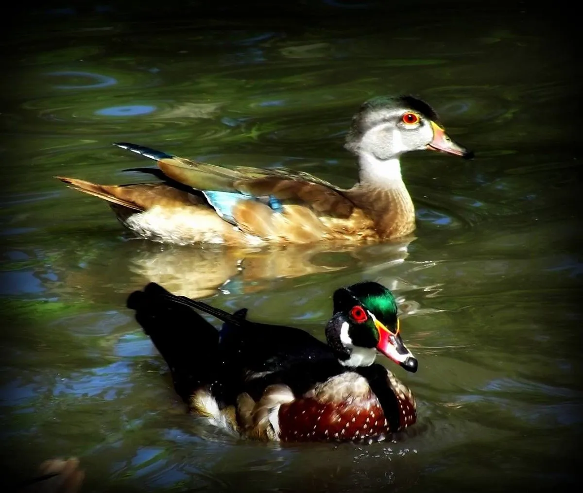 Wood Duck, artwork by Nici Bedford