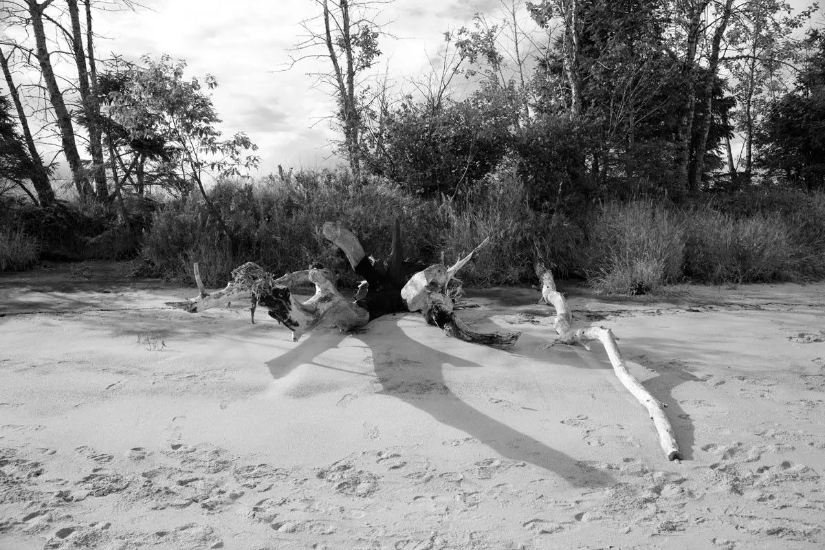Arbre_plage, œuvre de Eric Villeneuve