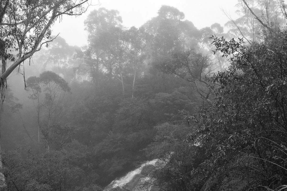Eucalyptus Jungle, artwork by Greg Sandoval