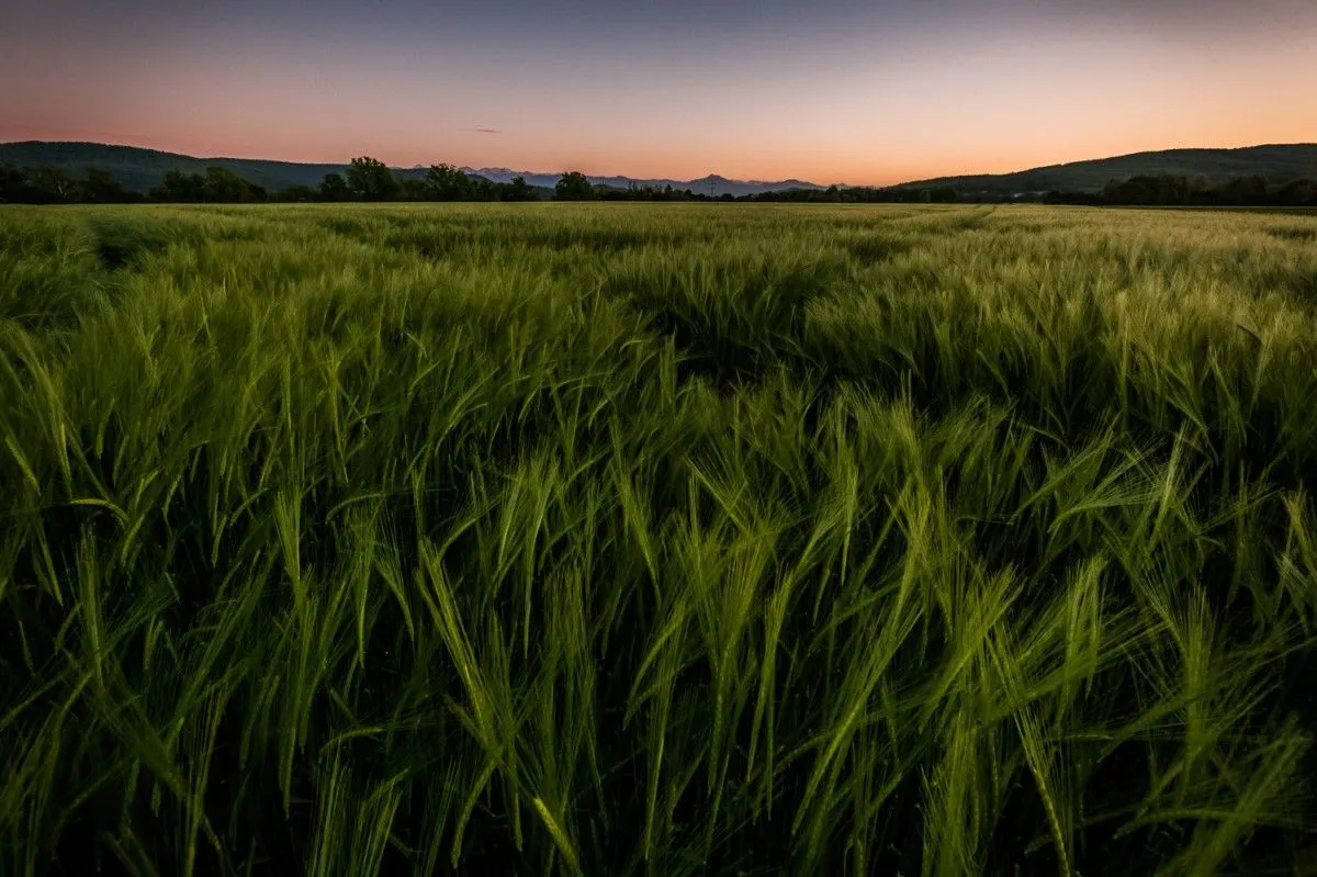 Verdure crépusculaire, artwork by Nicolas Bernié