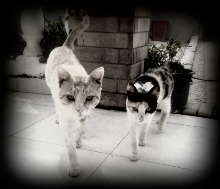 cats, œuvre de Mai Nour
