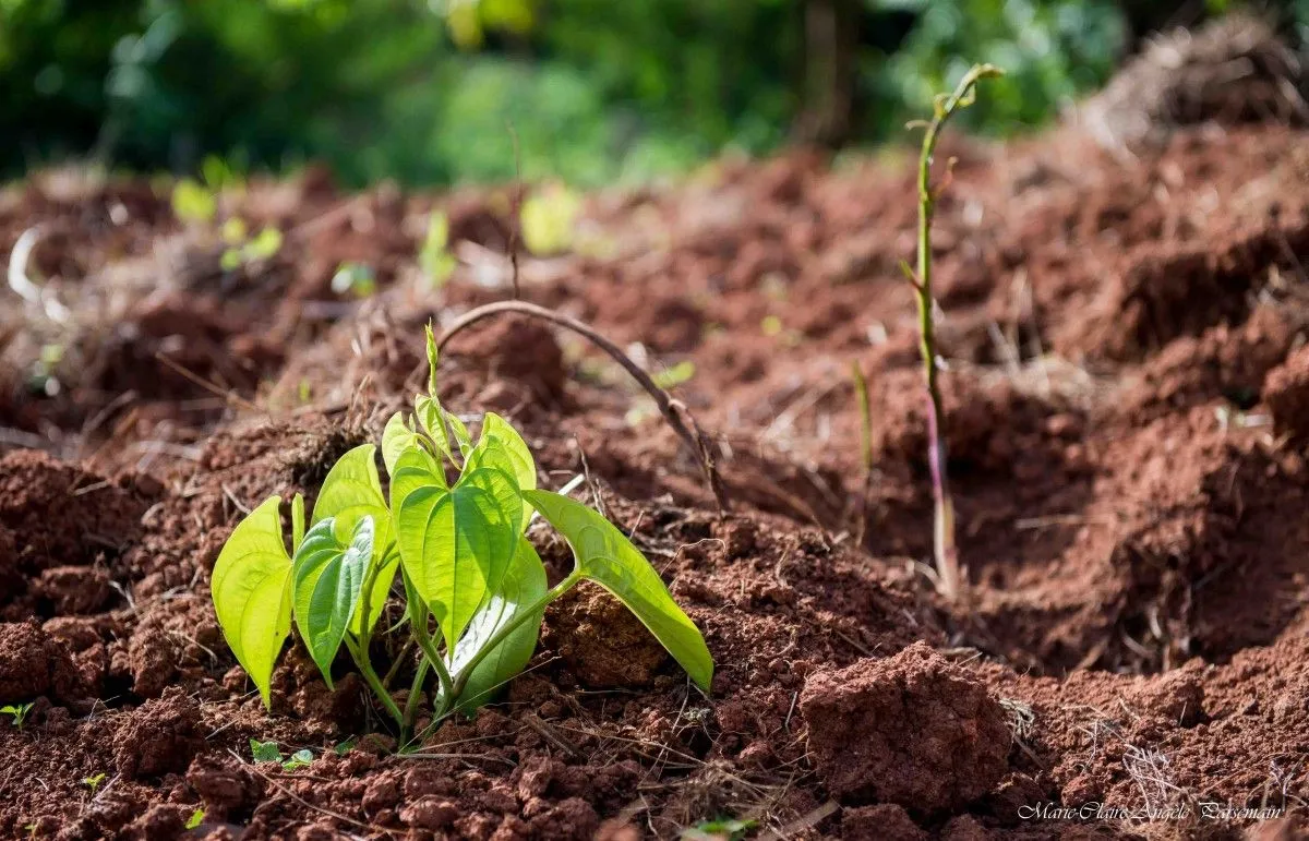 Dioscorea, œuvre de Marie-Claire PARSEMAIN