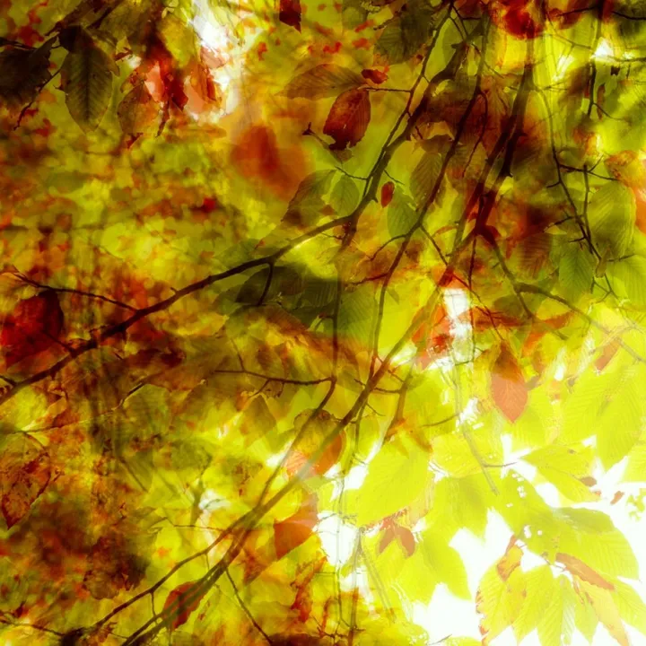 Feuilles_1, artwork by Eric Villeneuve