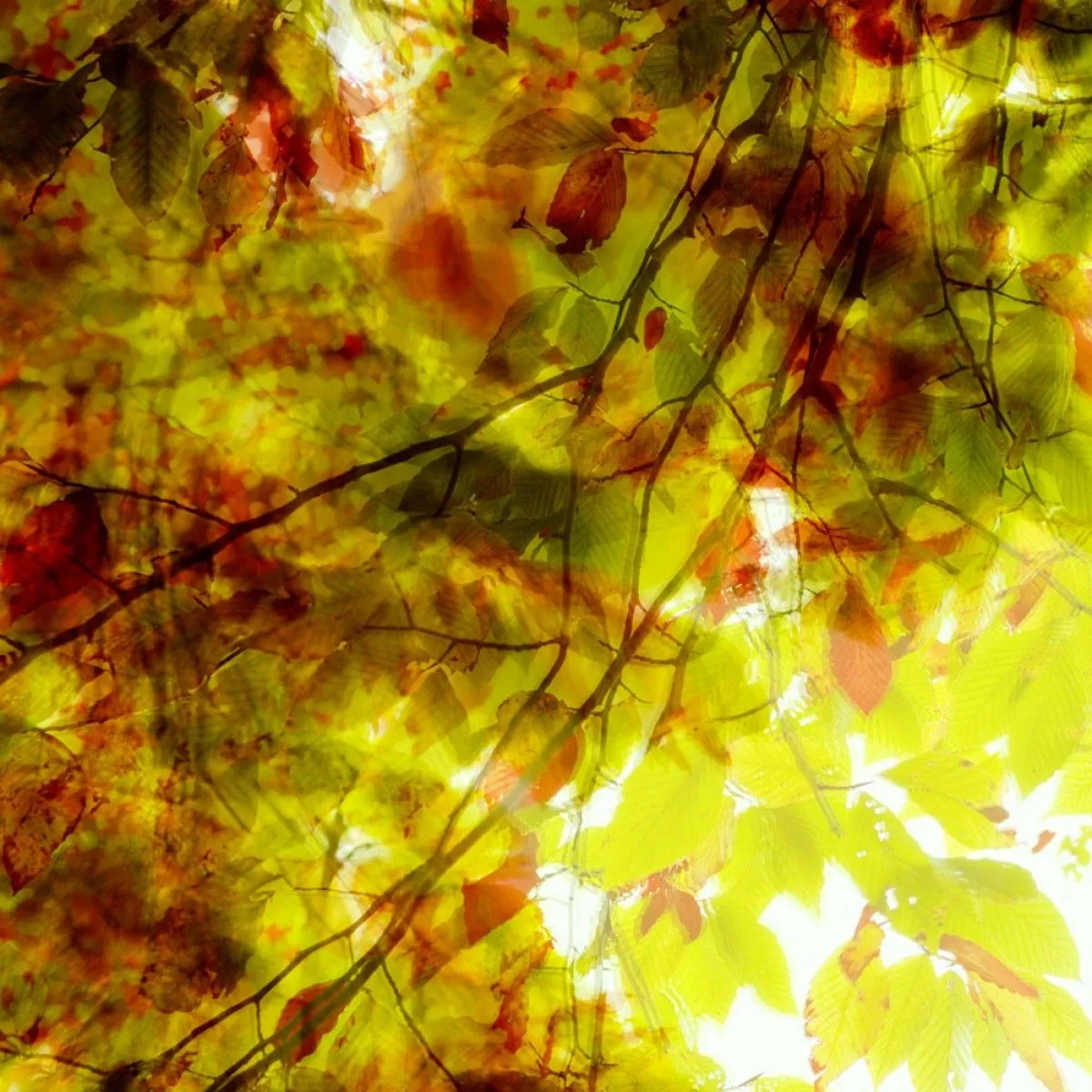 Feuilles_1, œuvre de Eric Villeneuve