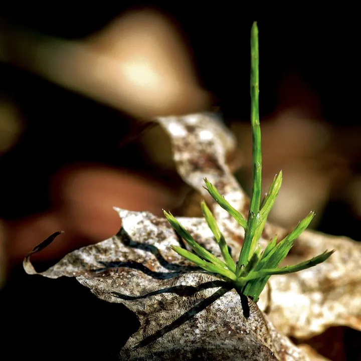 EMERGENCE I, artwork by Edouard Mosseau