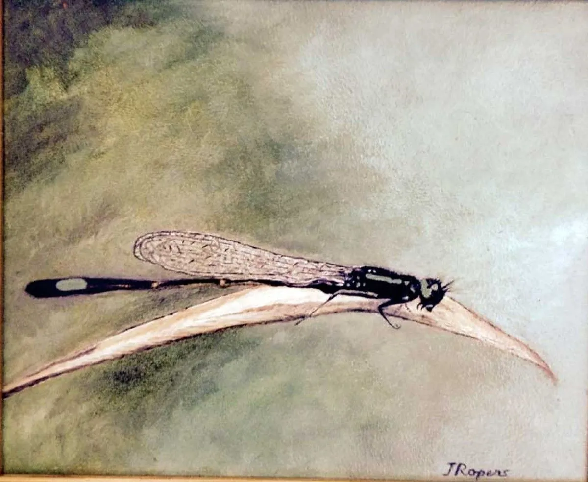 libellule  bleue sur plan d,eau, artwork by Jacqueline Ropers