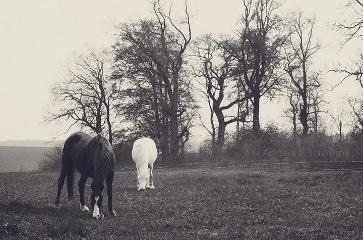 Black & White, œuvre de Anders Lawerny
