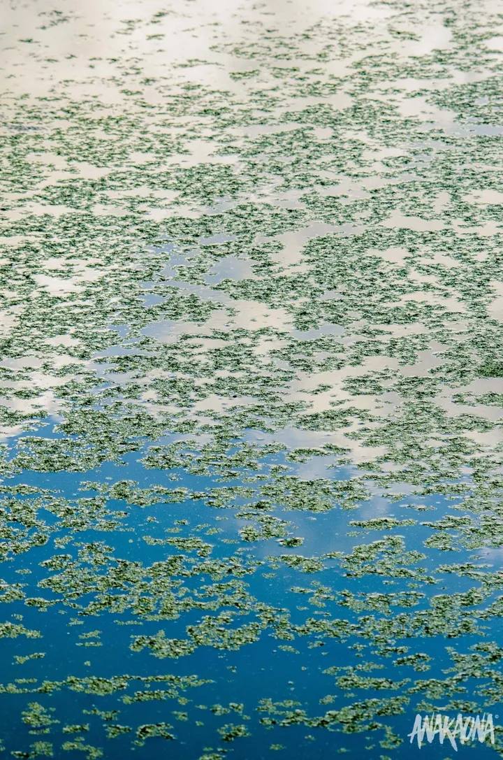 Miroir aux Algues vertes, œuvre de Marie-Claire PARSEMAIN