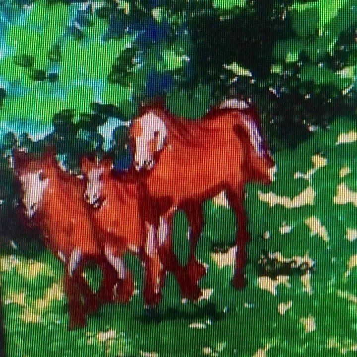 Promenade dea chevaux, œuvre de Céline Marcoux