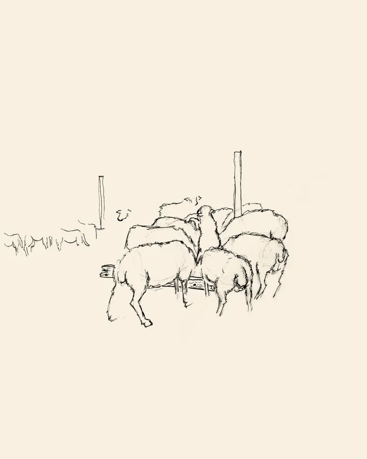 Borrego, artwork by Miguel Calhau