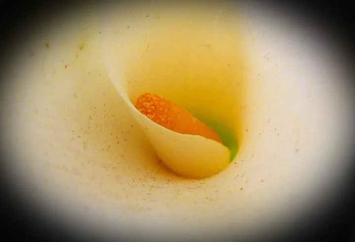 Calla Blossom, œuvre de Ulli Schmeling