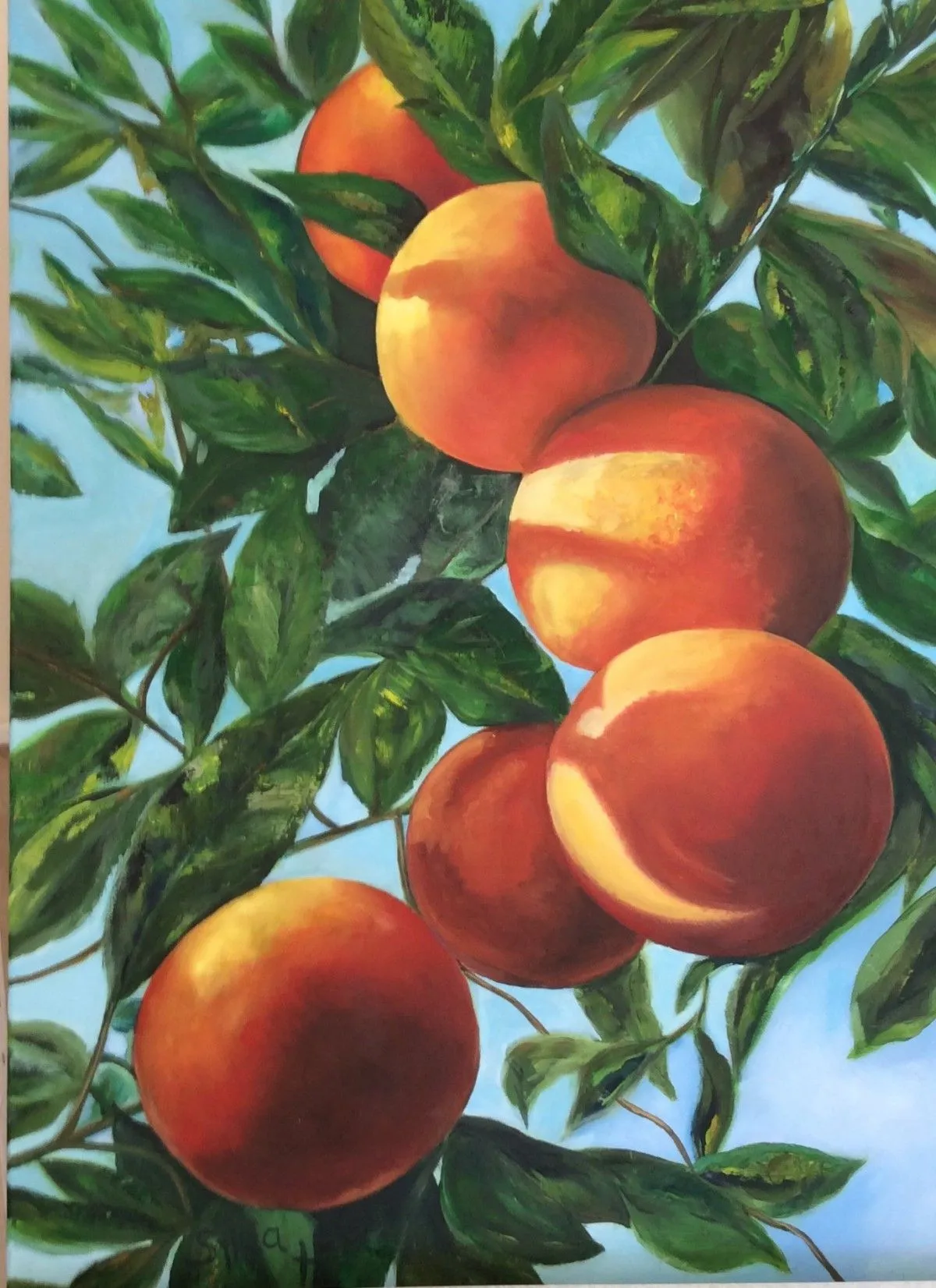 My oranges, artwork by Sylvia Herbert - Chvatal