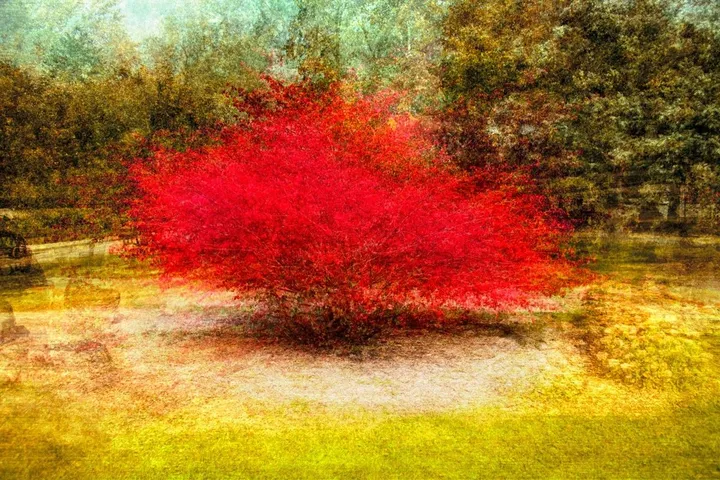 Arbre_rouge, artwork by Eric Villeneuve
