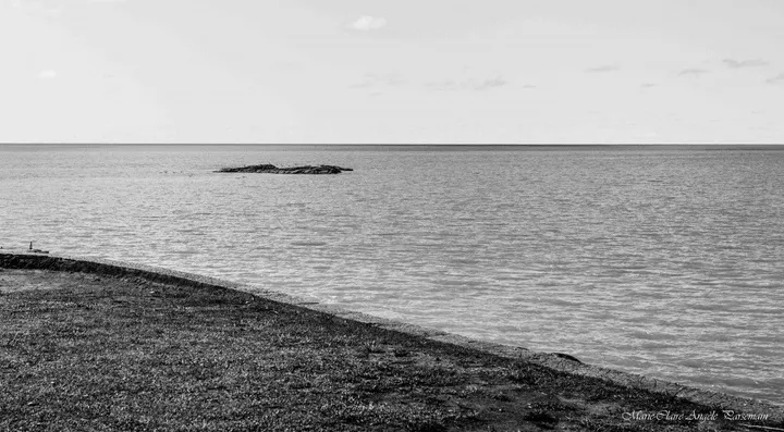 Les Amandiers, œuvre de Marie-Claire PARSEMAIN