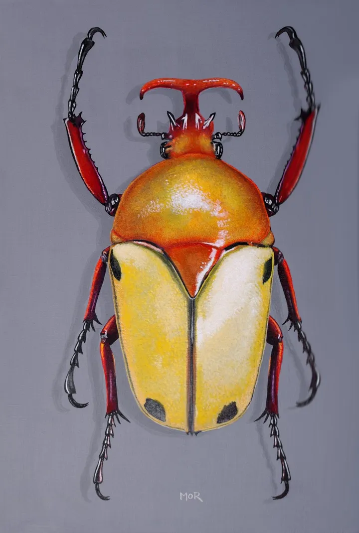 Eudicella Tetraspilota, œuvre de Dietrich Moravec