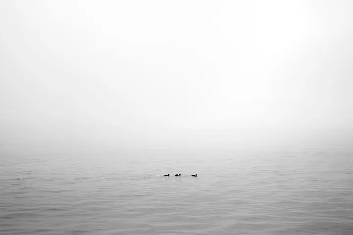 3_canards, artwork by Eric Villeneuve
