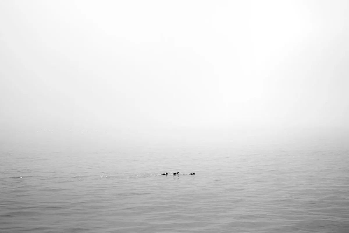 3_canards, artwork by Eric Villeneuve