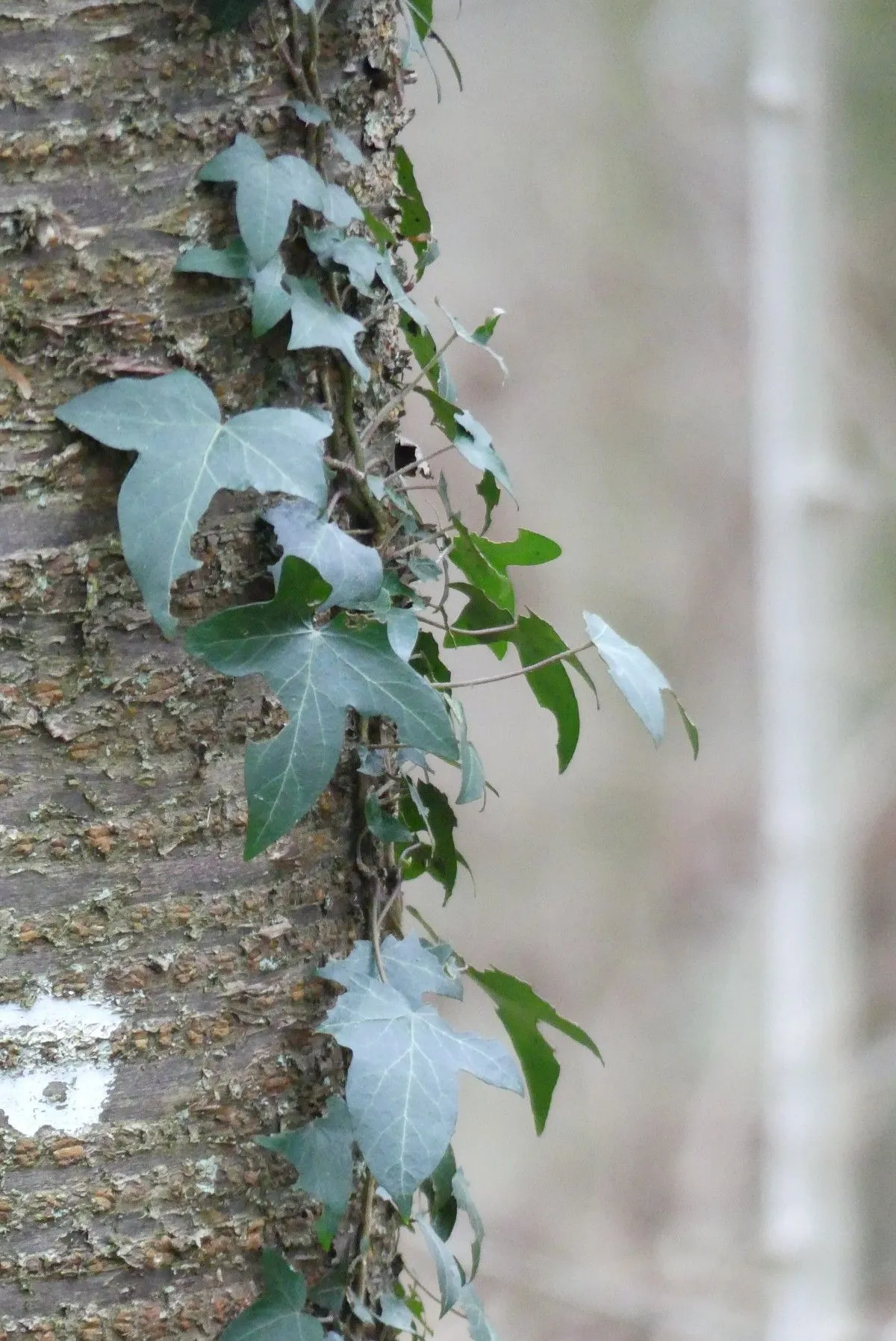 arbre, artwork by Eléonore Verougstraete