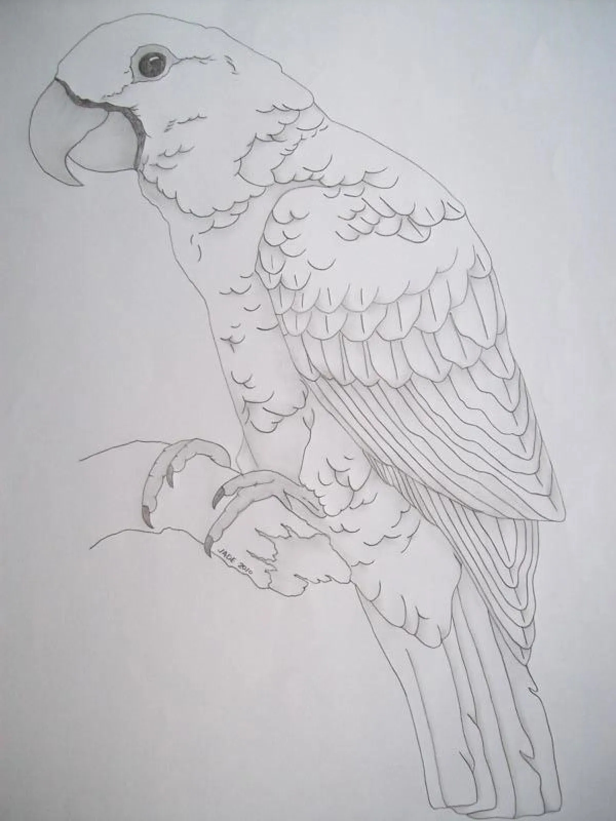 Parrot, œuvre de Jade Jabson