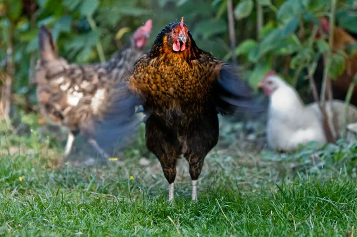 Battement de poule, artwork by Nicolas Bernié