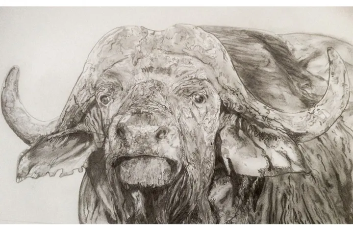Buffalo waiting, œuvre de Grant Netherlands