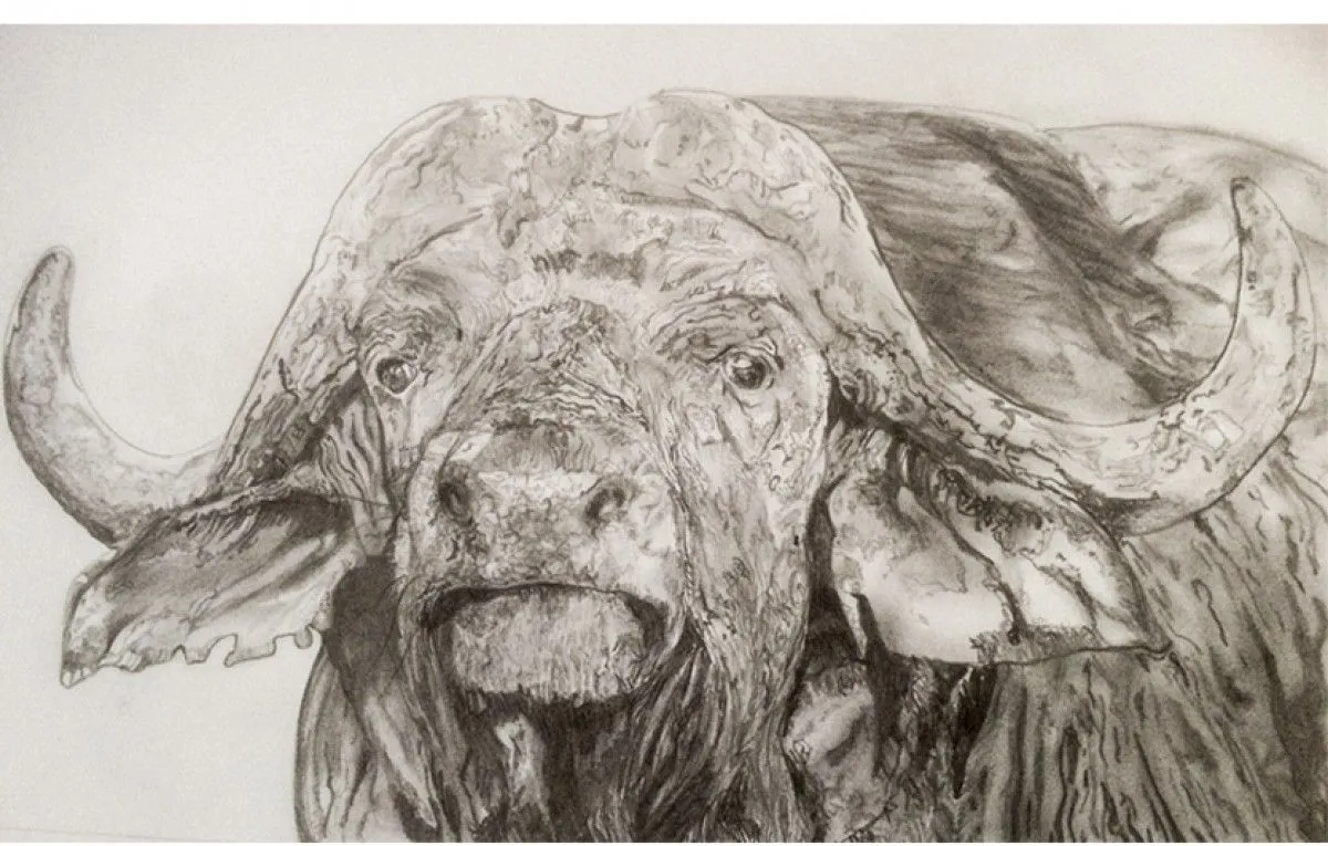 Buffalo waiting, œuvre de Grant Netherlands