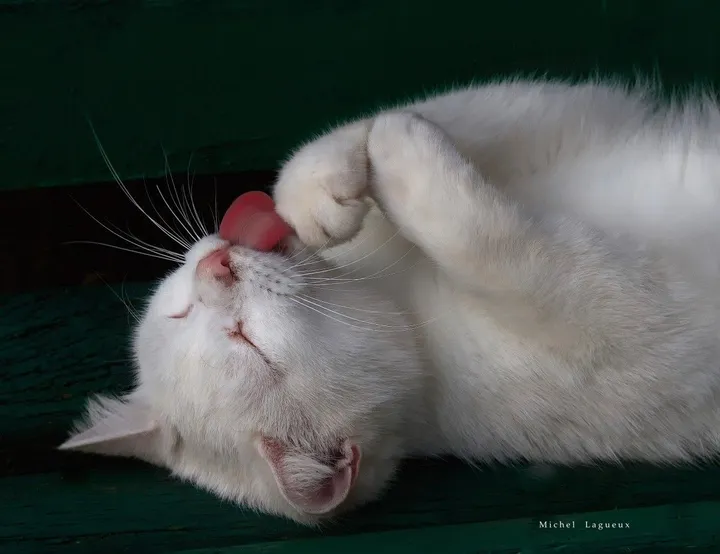 Winnie the Cat, œuvre de Michel Lagueux