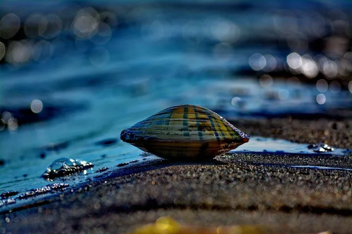 coquille, œuvre de Peinture Melanie